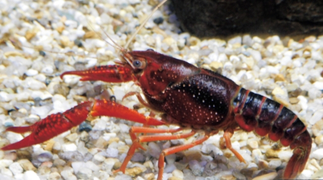 8月ザリガニかっこいい！