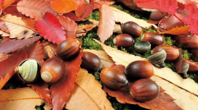 10月どんぐりで遊ぼう