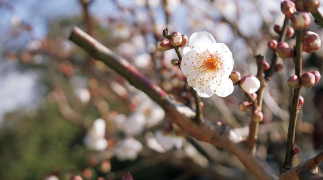 3月芽が出てきたよ！