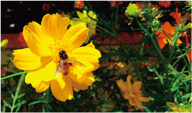 7月【食育】はちみつが できるまで
