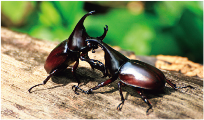 8月【生き物】かぶとむしvsくわがたむし