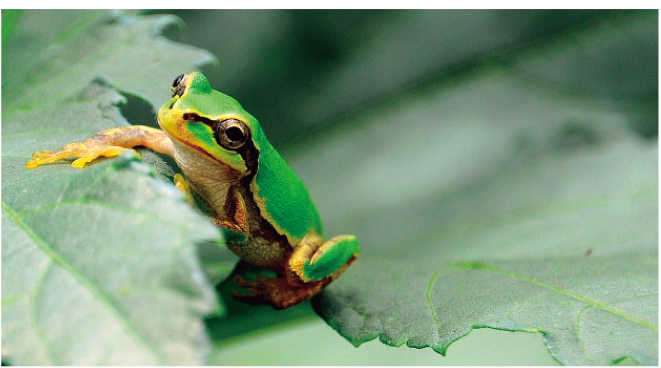 6月【生き物】ちいさな にんじゃ アマガエル