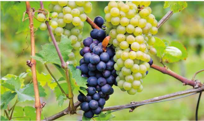 10月【植物】みのりの あきが きた！