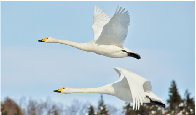 12月【生き物】ふゆの やちょう