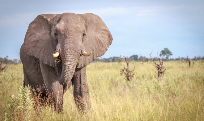 9月【生き物】ぞうの ひみつ