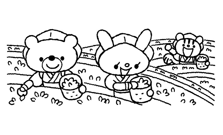 茶摘みのイラスト