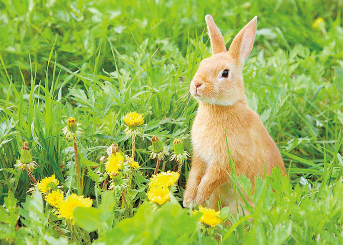 4月【自然・観察】かんさつ・はっけん うさぎの ひみつ