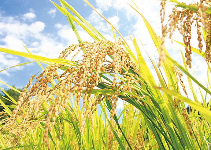 10月【社会・食育】おこめの ふるさと